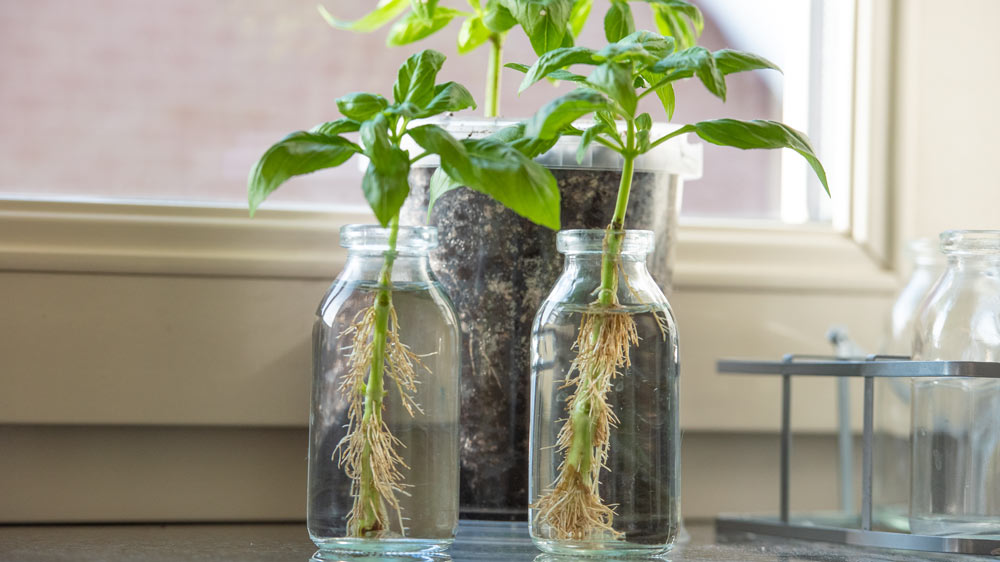 Planter vokser fra madrester