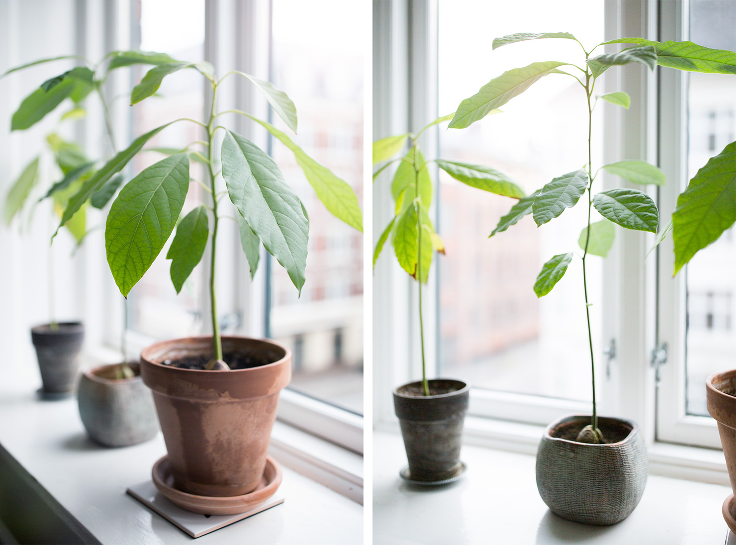 Avocadoplante i vindue 1